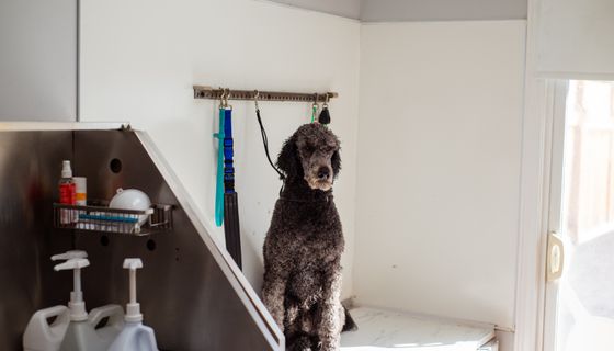 Dog Groomer at work — the kind of business we build websites for