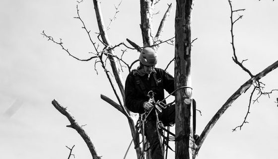 Tree Surgeon at work — the kind of business we build websites for